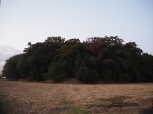 太田天神山古墳 太田天神山古墳